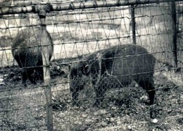 Caged Animals in Salt Lake City Zoo 1930&#39;s Original Stereoview  - £19.84 GBP