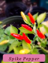 5909 spike pepper pop thumb200