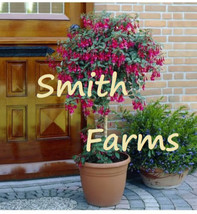 SKM 25 Seeds Purple Red Fuchsia Tree Angela Flowers Patio Pot Easy to Grow - $205.91 MXN