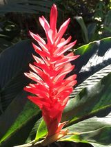 Magnificent Curcuma Red flower plant root rhizomes fast grow turmeric - $9.99