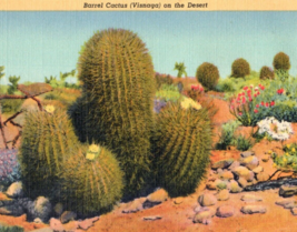 Barrel Cactus Visnaga On The Desert Postcard Linen Vintage - £10.03 GBP