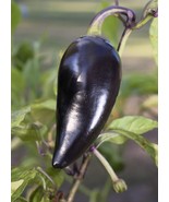 40 Purple Jalapeno Pepper Capsicum Annuum Hot Chili Heirloom Seeds - €11,94 EUR