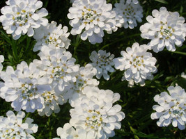 1000 White Empress Candytuft Iberis Amara Flower Seeds Fresh USA Fast Shipping - £10.86 GBP