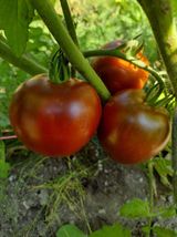 Black Prince Tomato Seeds, NON-GMO, Czernyj Prins, Low Acidic, FREE SHIP... - $35.53 MXN+