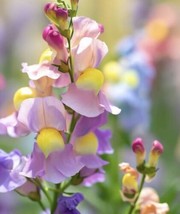 200 ??orthern Lights??Snapdragon   From US - £6.31 GBP