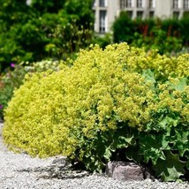 Alchemilla Epipsila Dwarf Ladys Mantle 100 Seeds - $18.40