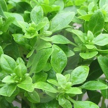 Dwarf Greek Basil Herb Seeds 100 Seeds Fast Shipping - $14.79