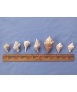 Vintage Lot of 7 Variety of Ocean Shells Conch striped craft California ... - $12.00