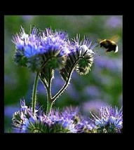 SEPT Purple Tansy 200 2000 Seeds Fiddleneck Lacy Phacelia Flower Nectar Rich Bul - £4.41 GBP