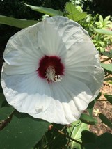 SR12Store 30 White Swamp Rose Mallow Seeds Hardy Hibiscus Moscheutos Organic Cro - £6.47 GBP