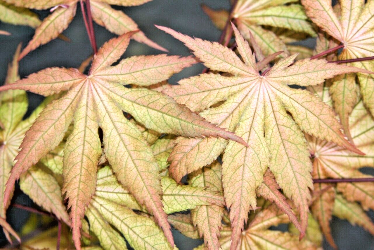 15 Amber Ghost Japanese Maple Seeds Acer Palmatum Amber Ghost Fresh Seed... - $12.90
