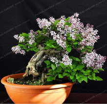 New Fresh 50 Colorful Bonsai Lilac Plant Japanese Lilac Extremely Fragrant Clove - $10.90