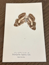 REAL Butterfly Pantoporia Opalina Koll Latin Nawa Entomology Japan 1910 ... - $22.58