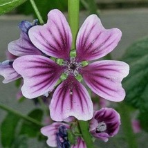 Malva Sylvestris Zebrina French Mallow Malva 20 Seeds Usa Fast Shipping - £12.67 GBP