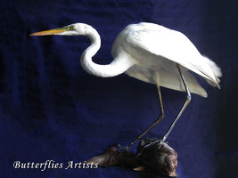 Great White Egret Ardea Alba Bird Mount Taxidermy Stuffed Scientific Zoo... - $1,290.00