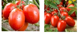 Roma Tomato seeds Fresh Vegetable garden seeds 400+Seeds  - £22.34 GBP