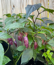 25 Purple Ghost Pepper Seeds Bhut Jolokia HOT Vegetable Spicy - £11.10 GBP