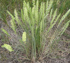 MBK 250 Seeds June Grass Perennial Ornamental Groco* Fresh Garden - $164.99 MXN