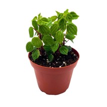 Peperomia Meridana in a 2 inch Pot Green Meridensis - $12.19