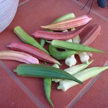 US Seller Okra Seeds Rainbow Fiesta Vegetable Gardening Fast Shipping - $17.98