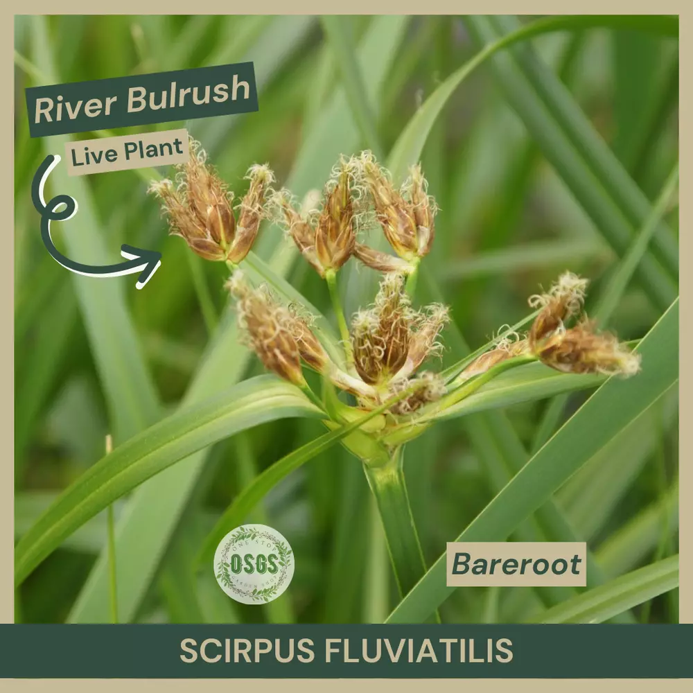 Bareroot Scirpus fluviatilis River Bulrush Plant Native Sedge - $17.15
