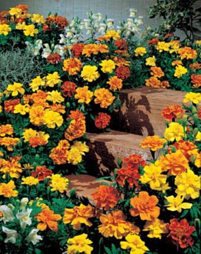Primary image for 50 Seeds Marigold Seeds - French Safari Mix Seed