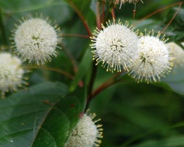 Cephalanthus Occidentalis (Button Bush) 6 seeds - £0.96 GBP