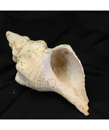 Florida Horse Conch Giganteus Large Real  Atlantic Horn  10” Seashell - $61.83 CAD
