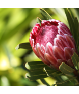 Protea Burchellii - 6 Seeds - $23.10