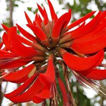 Erythrina variegata Thorny Easter Flower Indian Coral Tree 5_Seeds_Tera ... - $15.99