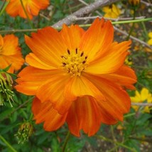 Cosmos- Sulphur Crest Orange Seeds Gardening Easy Grow USA SHIPPING - £6.58 GBP