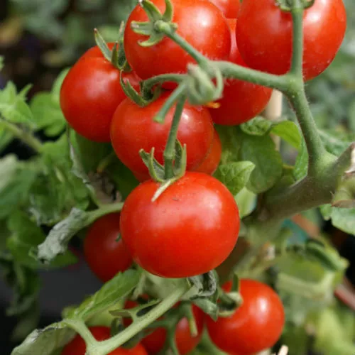 FARM 50 Cherry Tomato Seeds Large Red Heirloom Non-Gmo Bulk Seeds - £7.43 GBP