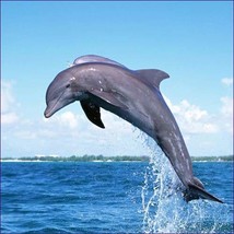Dolphin White Wave Healing Reiki - $186.81 MXN