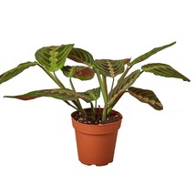 Maranta Red Prayer-3" Pot - $1,153.26 MXN
