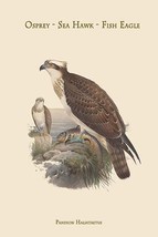 Pandion Haliataetus - Osprey - Sea Hawk - Fish Eagle 20 x 30 Poster - $25.98