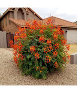 SKM 5 Mexican Red Bird Of Paradise Seeds Pulcherrima Flower Easy to Grow - $243.98 MXN
