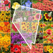 FA Store 1000 Seeds Wildflower Nevada State Flower Mix Perennials &amp; Annu... - $10.08