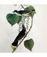 Eastern Kingbird Bird Lithograph 1950 Audubon Antique Art Print DWP6B - €25,83 EUR