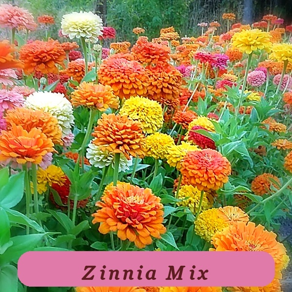 100+ Jim Baggets Fast Growing Choice Mix Zinnia Seeds For Garden Usa - $7.71