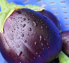 Black Beauty Eggplant Seeds 100 Seeds Fresh Seeds Fast Shipping - $12.98