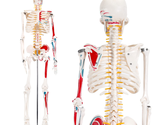  33.5&quot; Tall Anatomical Skeleton with Removable Arms and Legs, Painted Mu... - £67.78 GBP