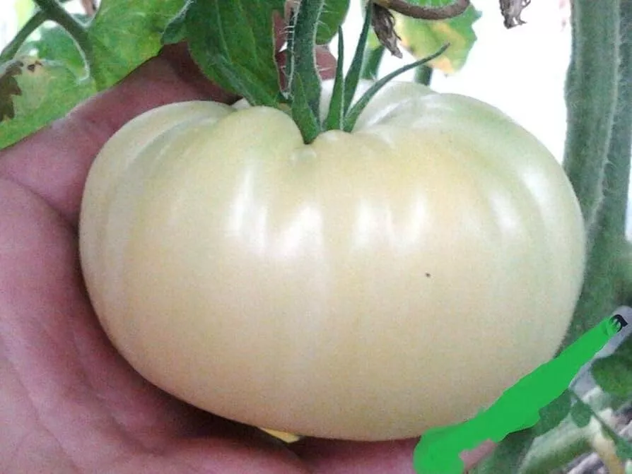 WWATER 50 Great White Tomato Juicy Tomatoe Vegetable Garden Food Planting Seeds - £7.33 GBP