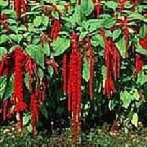 US Seller Love Lies Bleeding-Crimson-Tassle Flower  100 Fresh Seeds - £6.08 GBP