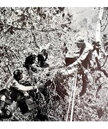 Golden Eagle Nest In Sycamore Tree Juveniles 1936 Bird Print Nature DWU13 - $28.07 CAD