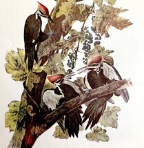 Pileated Woodpecker Bird Lithograph 1950 Audubon Antique Art Print DWP6B - $649.86 MXN