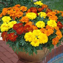 Alumia Mix French Marigold, 30 Seeds - $12.19