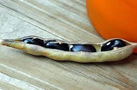 Bean Seed, Black Valentine, Heirloom, 50 Seeds, Non GMO, Beans, Country Creek Ac - £2.34 GBP