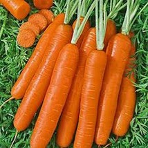 SEPTH Carrot- Scarlet Nantes- 200 Seeds- BOGO 50% off SALE - £4.91 GBP