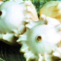 Gourd Heirloom Gourd Crown Of Thorns Shenol Non GMO Bulk Seeds - $172.69 MXN