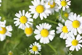 Roman Chamomile Seeds | Heirloom Non-GMO | Fragrant Groundcover | Herbal... - $4.99